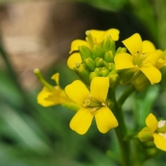 Barbarea verna (Wintercress, American Cress) at Jarramlee-West MacGregor Grasslands - 2 Jan 2023 by trevorpreston