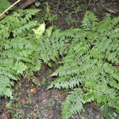 Dennstaedtia davallioides (Lacy Ground Fern) at Macquarie Pass - 2 Jan 2023 by plants