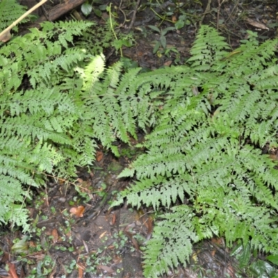 Dennstaedtia davallioides (Lacy Ground Fern) at Macquarie Pass, NSW - 2 Jan 2023 by plants