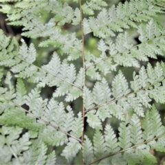 Dennstaedtia davallioides at Macquarie Pass, NSW - 2 Jan 2023