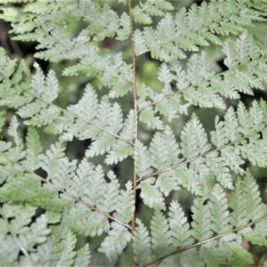 Dennstaedtia davallioides at Macquarie Pass, NSW - 2 Jan 2023