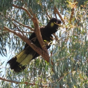 Zanda funerea at Macarthur, ACT - 2 Jan 2023