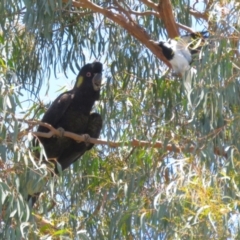 Zanda funerea at Macarthur, ACT - 2 Jan 2023