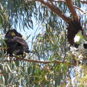 Zanda funerea at Macarthur, ACT - 2 Jan 2023