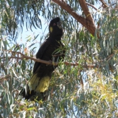 Zanda funerea at Macarthur, ACT - 2 Jan 2023 12:09 PM