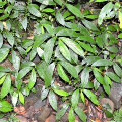 Elatostema reticulatum (Rainforest Spinach) at Macquarie Pass - 2 Jan 2023 by plants