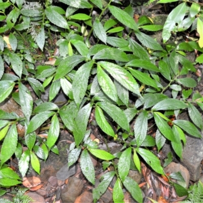 Elatostema reticulatum (Rainforest Spinach) at Macquarie Pass - 2 Jan 2023 by plants