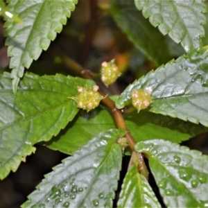 Elatostema reticulatum at Macquarie Pass, NSW - 2 Jan 2023