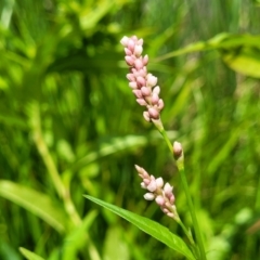 Persicaria lapathifolia (Pale Knotweed) at Jarramlee-West MacGregor Grasslands - 2 Jan 2023 by trevorpreston