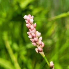 Persicaria lapathifolia at Macgregor, ACT - 2 Jan 2023