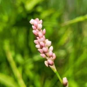 Persicaria lapathifolia at Macgregor, ACT - 2 Jan 2023