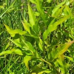 Persicaria lapathifolia at Macgregor, ACT - 2 Jan 2023