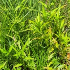 Persicaria lapathifolia at Macgregor, ACT - 2 Jan 2023