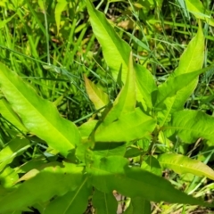 Persicaria lapathifolia at Macgregor, ACT - 2 Jan 2023