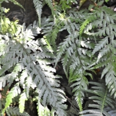 Lastreopsis acuminata (Shiny Shield Fern) at Macquarie Pass - 2 Jan 2023 by plants