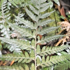 Lastreopsis acuminata at Macquarie Pass, NSW - 2 Jan 2023 10:08 PM