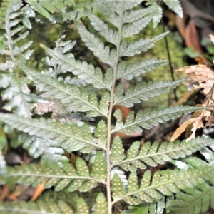Lastreopsis acuminata at Macquarie Pass, NSW - 2 Jan 2023