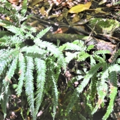 Adiantum hispidulum var. hispidulum (Rough Maidenhair) at Macquarie Pass - 2 Jan 2023 by plants