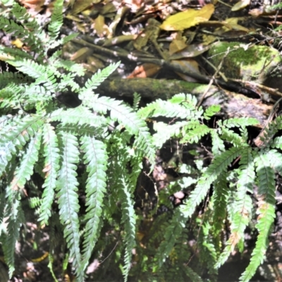 Adiantum hispidulum var. hispidulum (Rough Maidenhair) at Macquarie Pass - 2 Jan 2023 by plants
