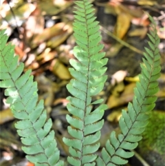 Adiantum hispidulum var. hispidulum at Macquarie Pass, NSW - 2 Jan 2023