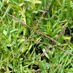 Cynodon dactylon (Couch Grass) at Jarramlee-West MacGregor Grasslands - 2 Jan 2023 by trevorpreston