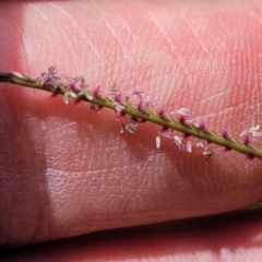 Cynodon dactylon at Macgregor, ACT - 2 Jan 2023 12:54 PM