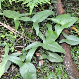 Typhonium eliosurum at Macquarie Pass, NSW - 2 Jan 2023