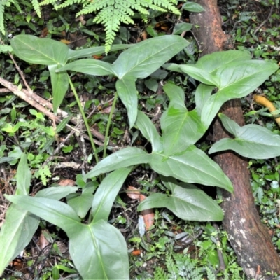 Typhonium eliosurum at Macquarie Pass, NSW - 2 Jan 2023 by plants
