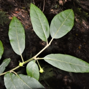 Solanum stelligerum at Macquarie Pass, NSW - 2 Jan 2023