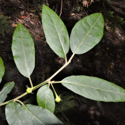 Solanum stelligerum (Devil's Needles) at Macquarie Pass - 2 Jan 2023 by plants