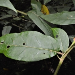 Solanum stelligerum at Macquarie Pass, NSW - 2 Jan 2023 10:20 PM