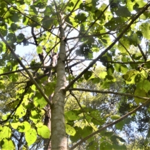 Dendrocnide excelsa at Macquarie Pass, NSW - 2 Jan 2023