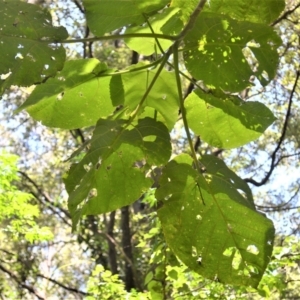 Dendrocnide excelsa at Macquarie Pass, NSW - 2 Jan 2023