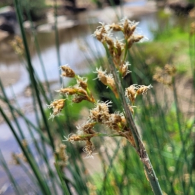 Schoenoplectus validus (River Club-rush) at Macgregor, ACT - 2 Jan 2023 by trevorpreston