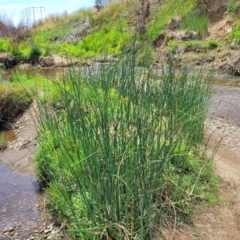 Schoenoplectus tabernaemontani at Macgregor, ACT - 2 Jan 2023 12:51 PM