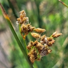 Schoenoplectus tabernaemontani at Macgregor, ACT - 2 Jan 2023