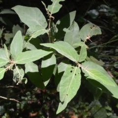 Solanum celatum at Macquarie Pass - 2 Jan 2023 by plants