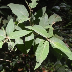 Solanum celatum at Macquarie Pass, NSW - 2 Jan 2023