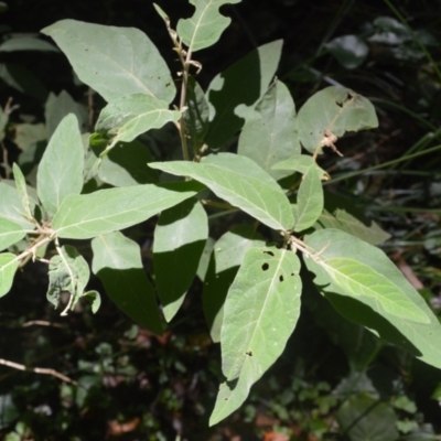 Solanum celatum at Macquarie Pass, NSW - 2 Jan 2023 by plants