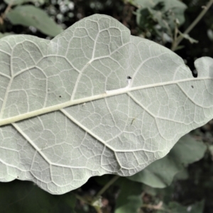 Solanum celatum at Macquarie Pass, NSW - 2 Jan 2023