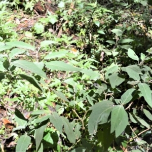 Solanum celatum at Macquarie Pass, NSW - 2 Jan 2023