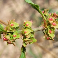 Rumex crispus (Curled Dock) at Macgregor, ACT - 2 Jan 2023 by trevorpreston