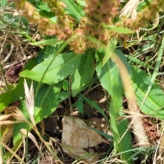 Rumex crispus at Macgregor, ACT - 2 Jan 2023 12:50 PM