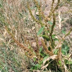 Rumex crispus at Macgregor, ACT - 2 Jan 2023 12:50 PM