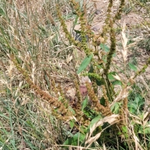 Rumex crispus at Macgregor, ACT - 2 Jan 2023 12:50 PM