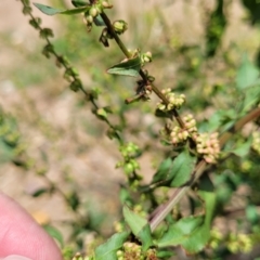 Rumex conglomeratus (Clustered Dock) at Macgregor, ACT - 2 Jan 2023 by trevorpreston