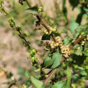 Rumex conglomeratus at Macgregor, ACT - 2 Jan 2023