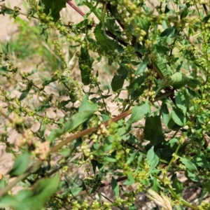 Rumex conglomeratus at Macgregor, ACT - 2 Jan 2023