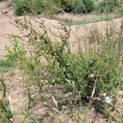 Rumex conglomeratus at Macgregor, ACT - 2 Jan 2023