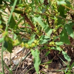 Rumex conglomeratus at Macgregor, ACT - 2 Jan 2023